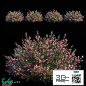 Crimson villea