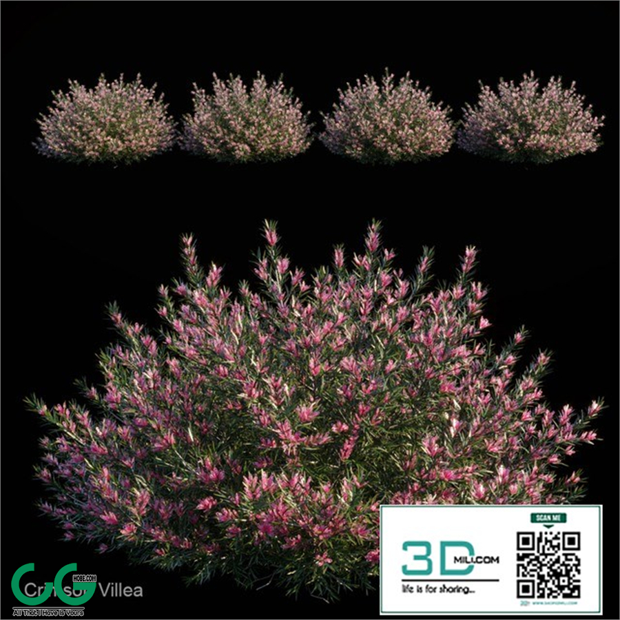 Crimson villea