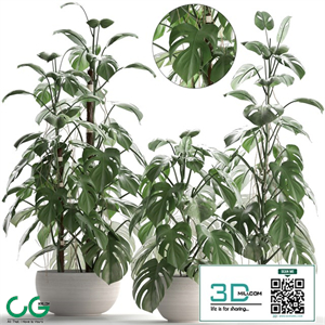 Plant collection 262