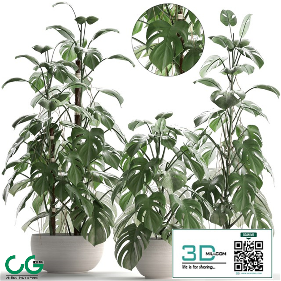 Plant collection 262