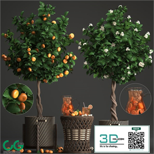 Plant collection 267