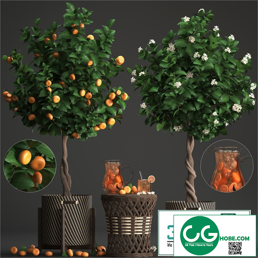 Plant collection 267
