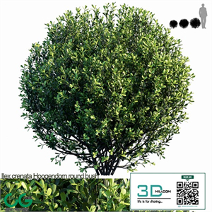 Ilex crenata Hoogendorn round bush