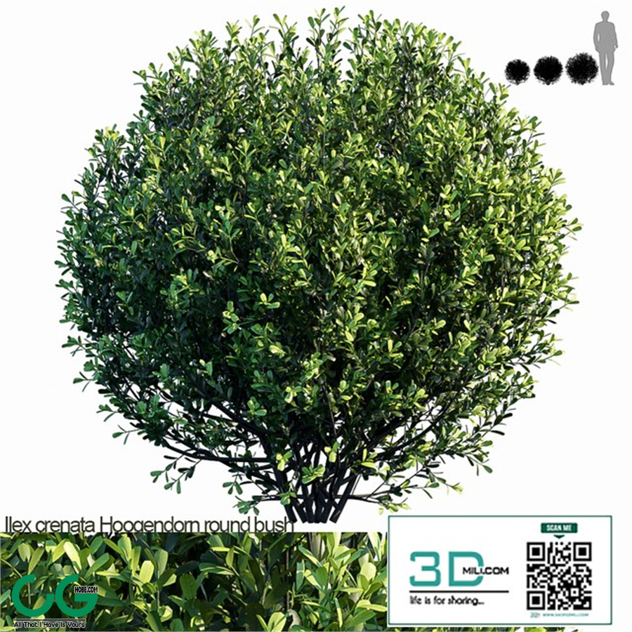 Ilex crenata Hoogendorn round bush