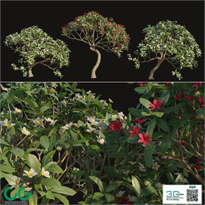 Plumeria rubra -Frangipani Tree-02