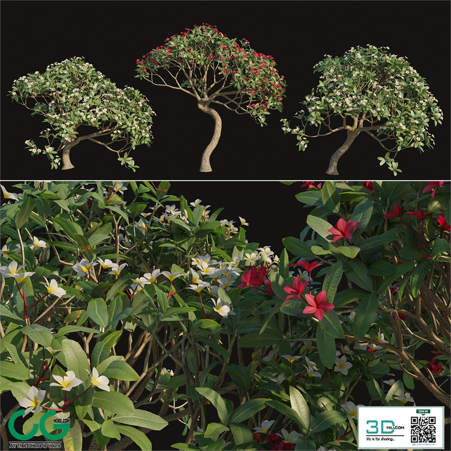 Plumeria rubra -Frangipani Tree-02