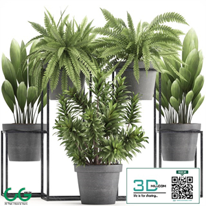 Plant collection 315