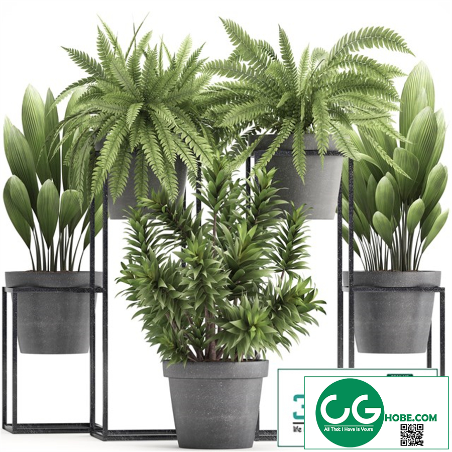 Plant collection 315