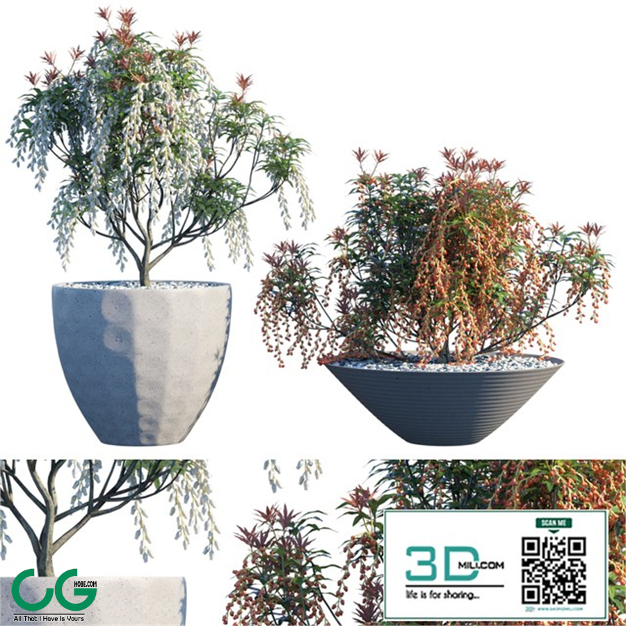 Plant in pots 12: Lily of the valley