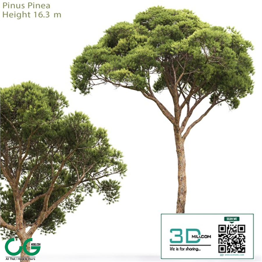 Pine
