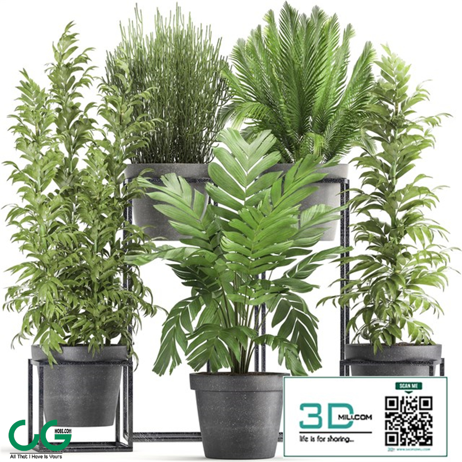 Plant collection 317