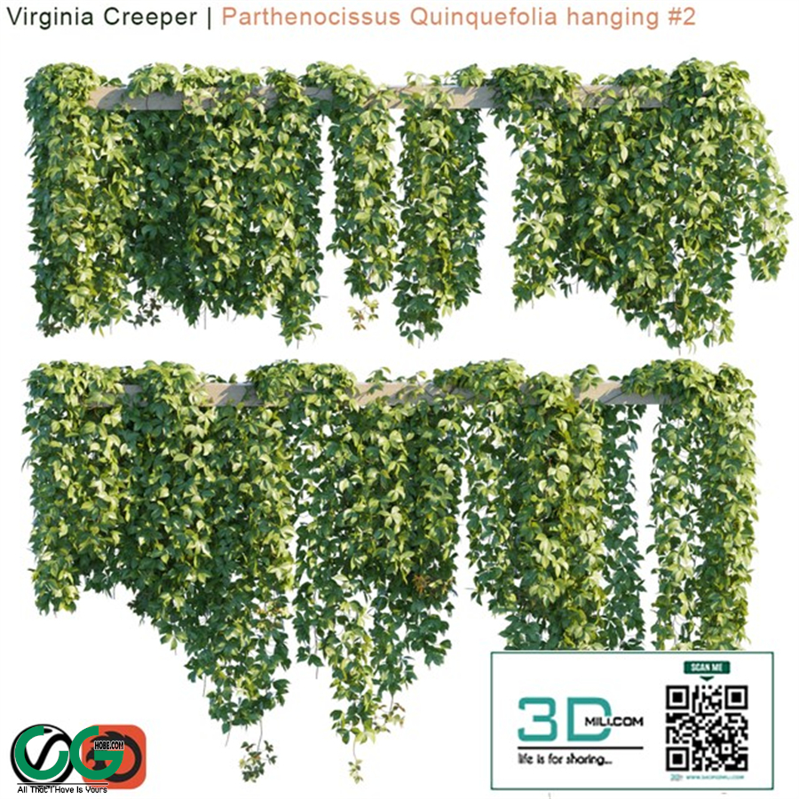 Virginia Creeper Parthenocissus Quinquefolia hanging 2 10 module