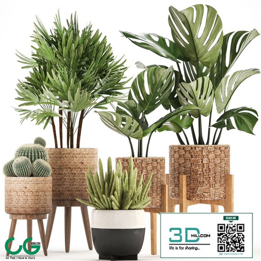 Plant collection 321
