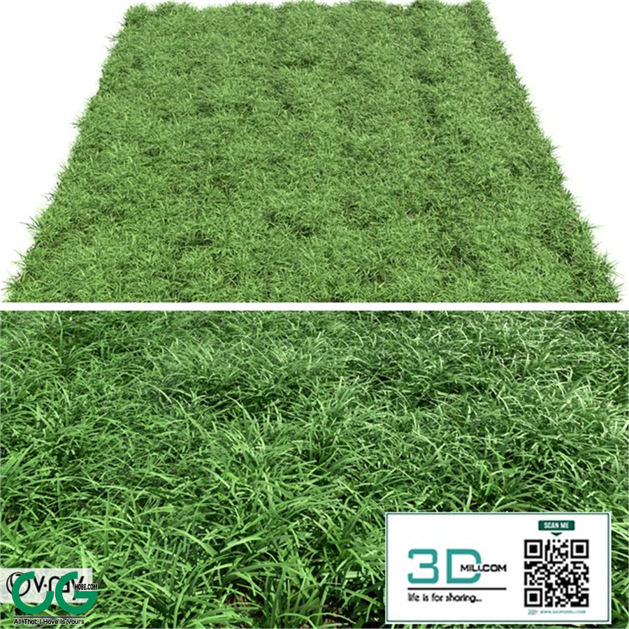 Green lawn