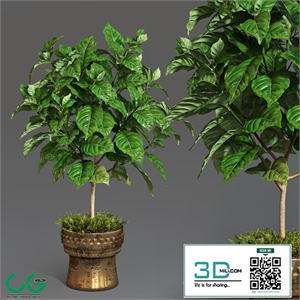Coffee tree