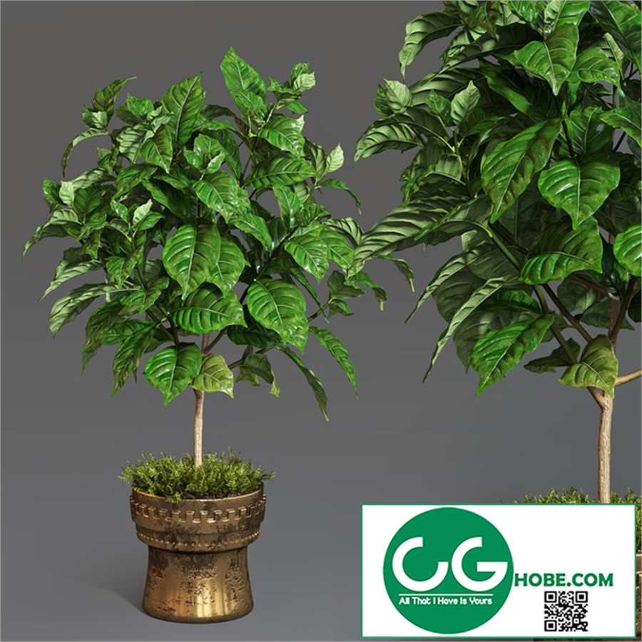 Coffee tree