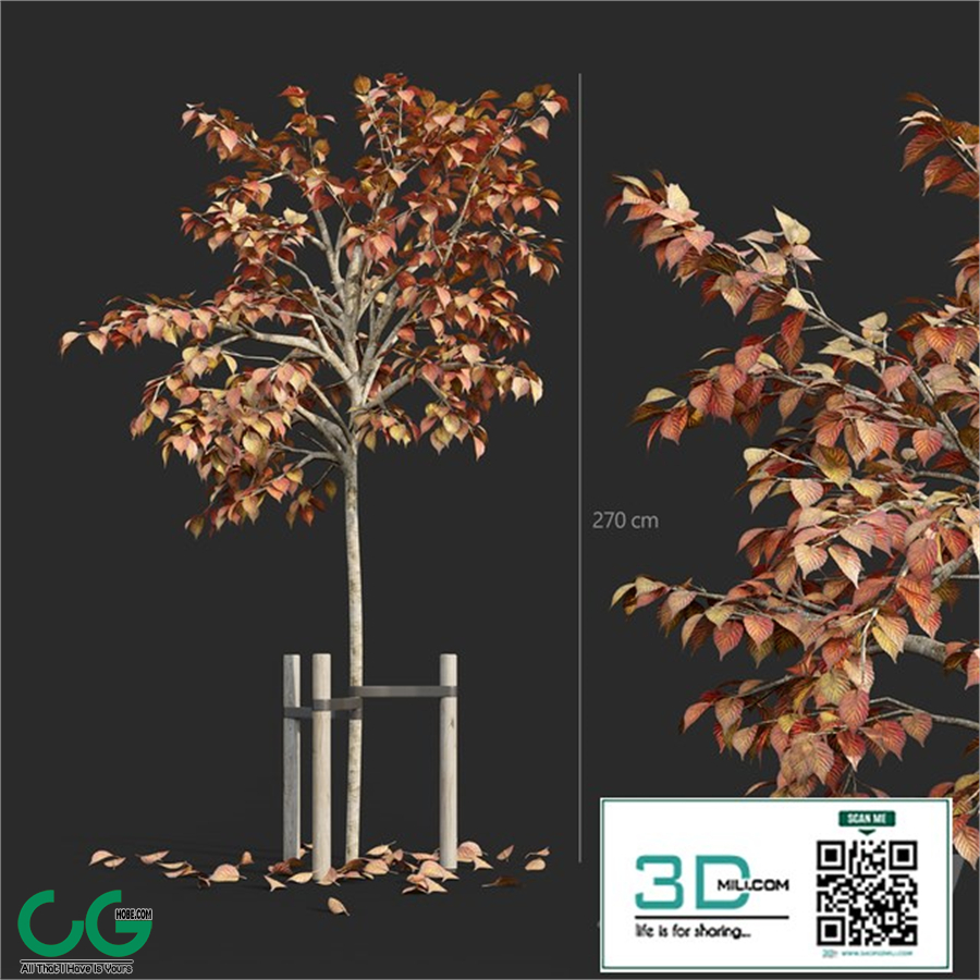 Tree with stake 01