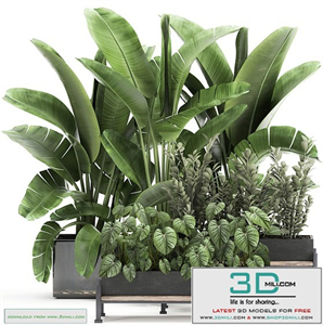 Plants collection 01