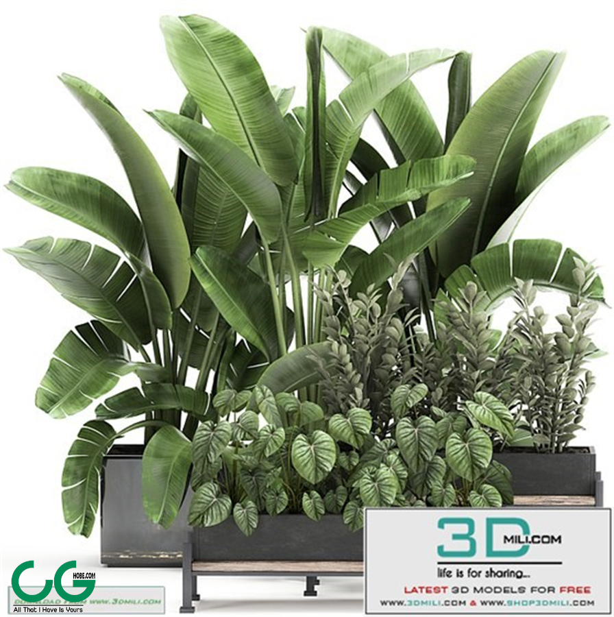 Plants collection 01