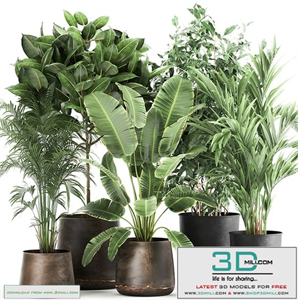 Collection of plants in modern white pots with small indoor trees ficus Ali, oleander. Set 1257.