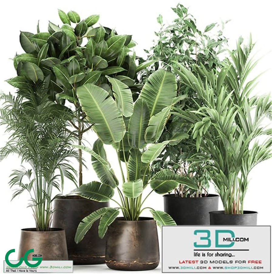 Collection of plants in modern white pots with small indoor trees ficus Ali, oleander. Set 1257.