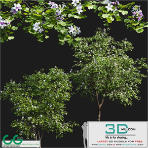 Bauhinia variegata # 1