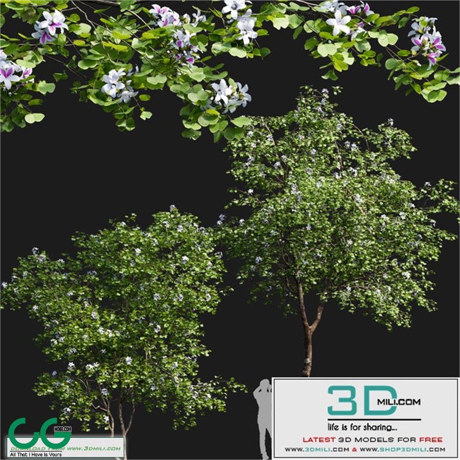 Bauhinia variegata # 1