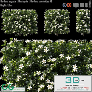 Gardenia augusta | Houttuynia | Gardenia jasminoides # 6