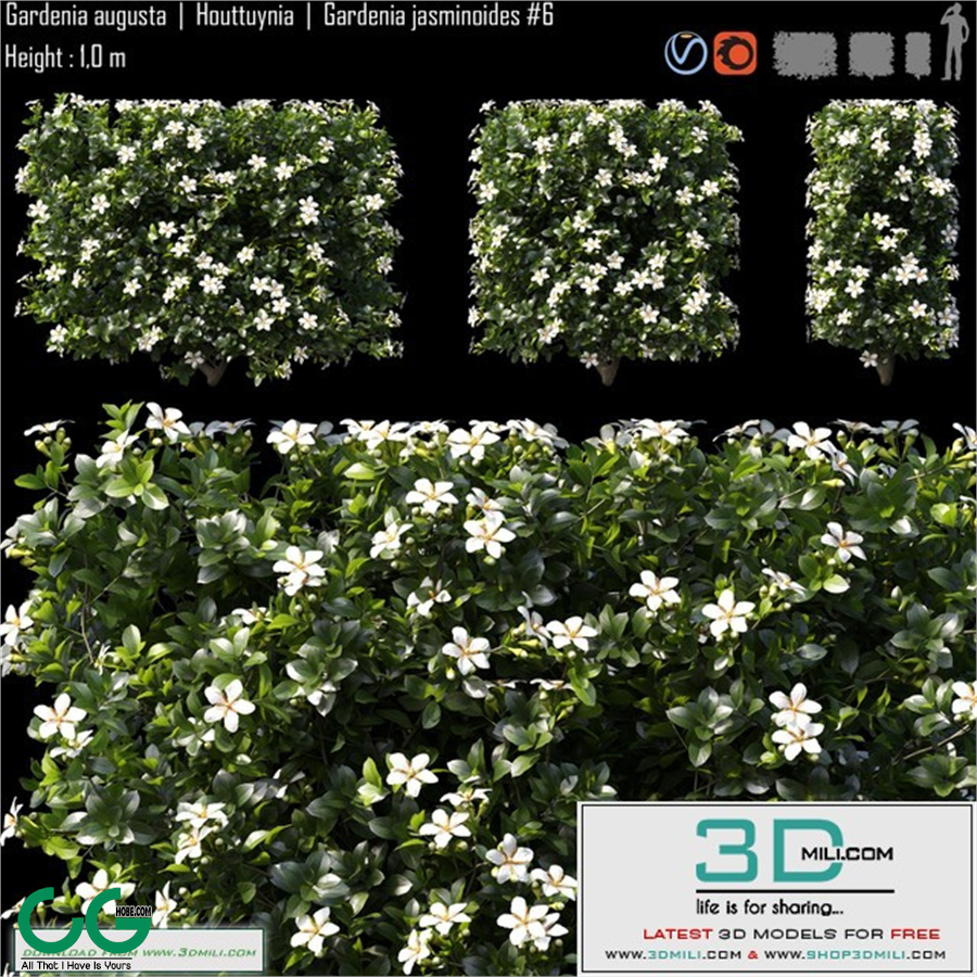 Gardenia augusta | Houttuynia | Gardenia jasminoides # 6