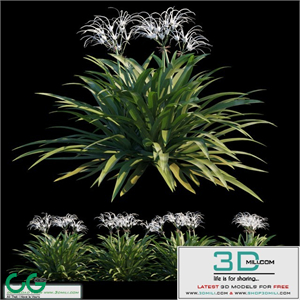 Spider lily