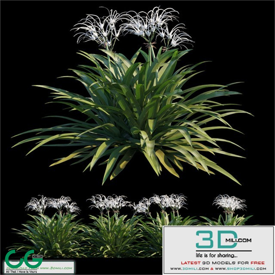 Spider lily