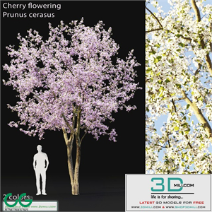 Prunus cerasus | Cherry flowering # 2