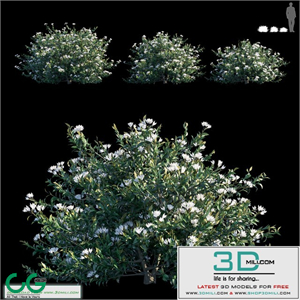 Common bush