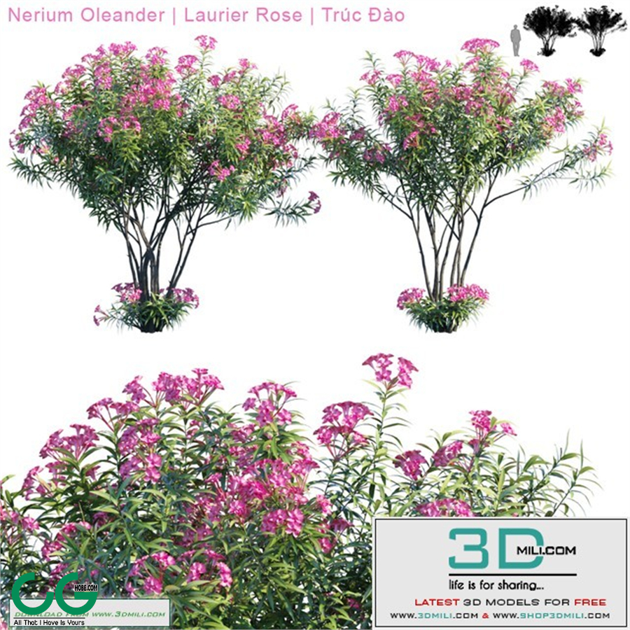 Nerium Oleander | Laurier rose