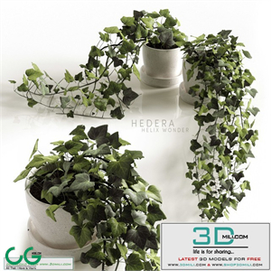 Hedera Helix wonder