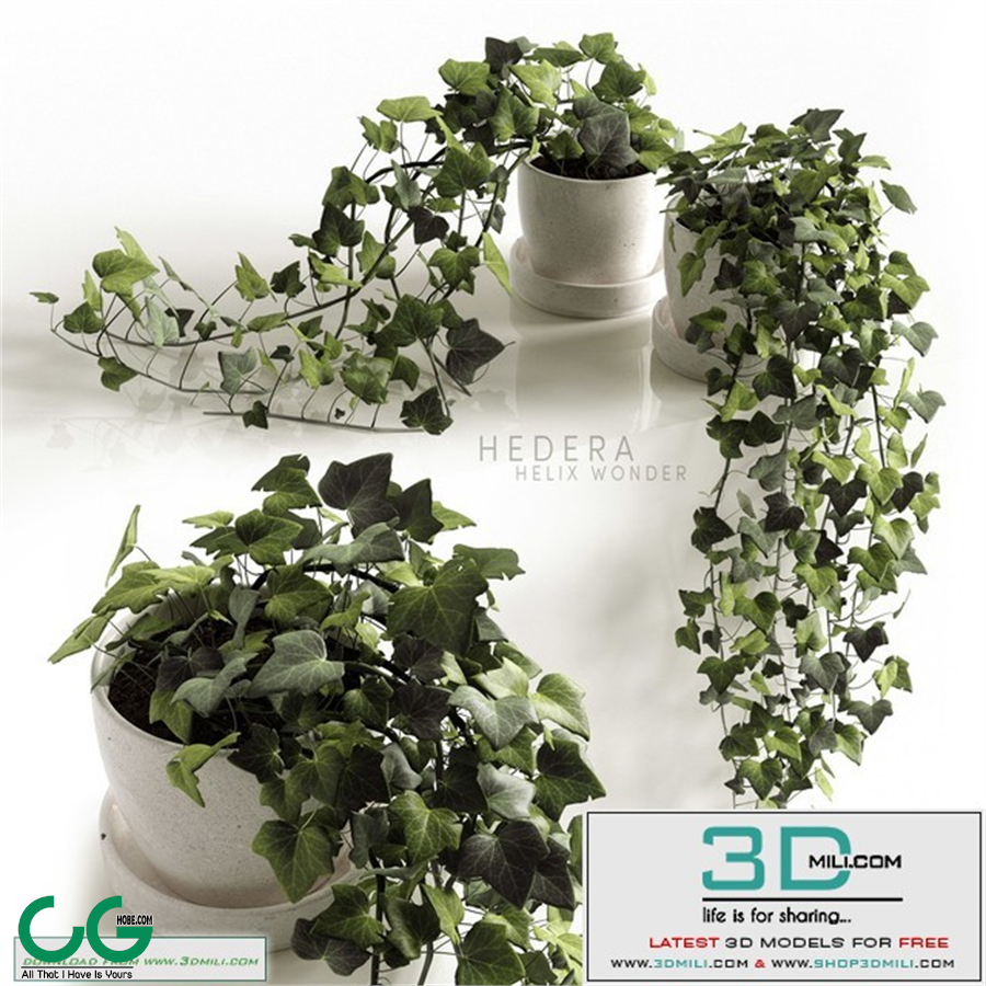 Hedera Helix wonder
