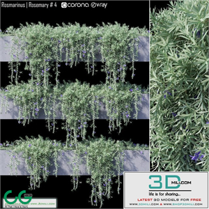 Rosmarinus | Rosemary # 4