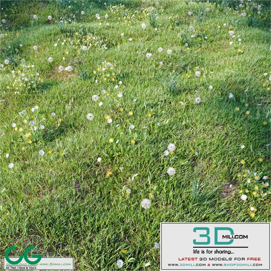 grass_for_landscaping_set03
