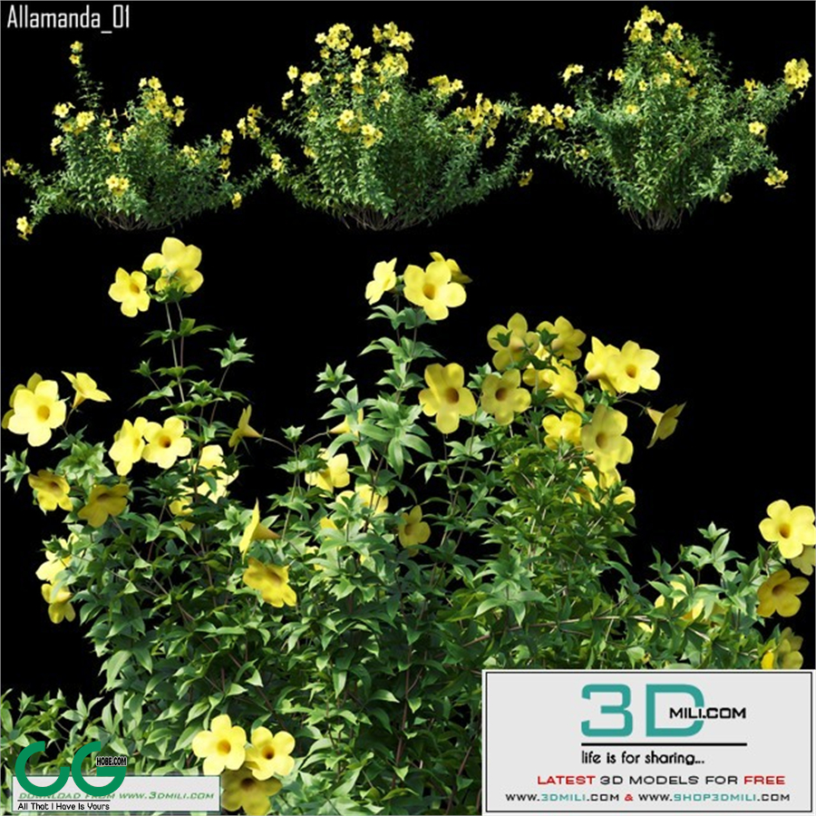 Allamanda 01