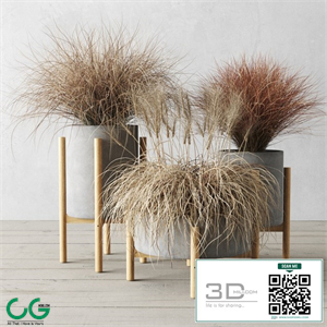 Sedge in concrete pots