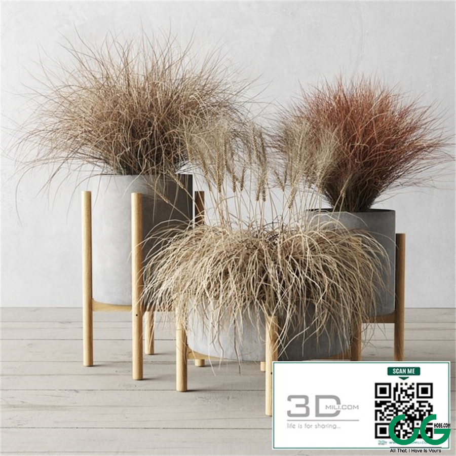 Sedge in concrete pots