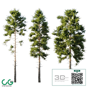 Pinus sylvestris 18m