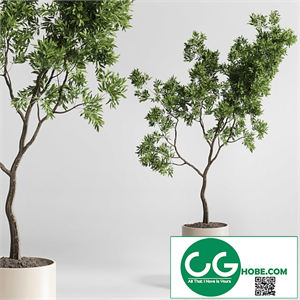 Indoor plant 176 wooden vase plant tree pot
