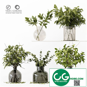 Collection Indoor Plants 020