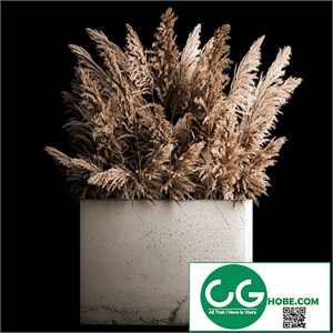 Dried flower bouquet of pampas from dry reeds in a concrete vase of pampas grass, Cortaderia. 268.