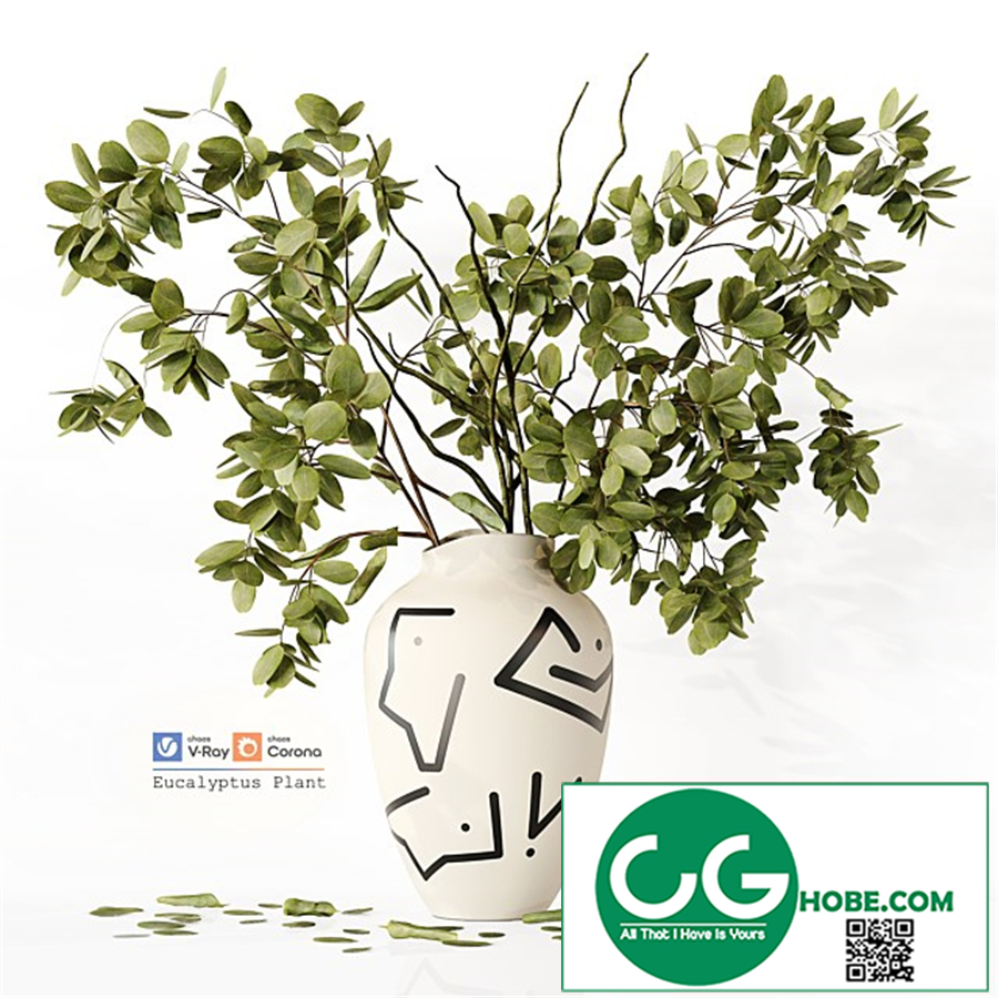 Eucalyptus Plant