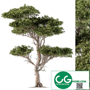 Tree Needle Acacia - Set 102