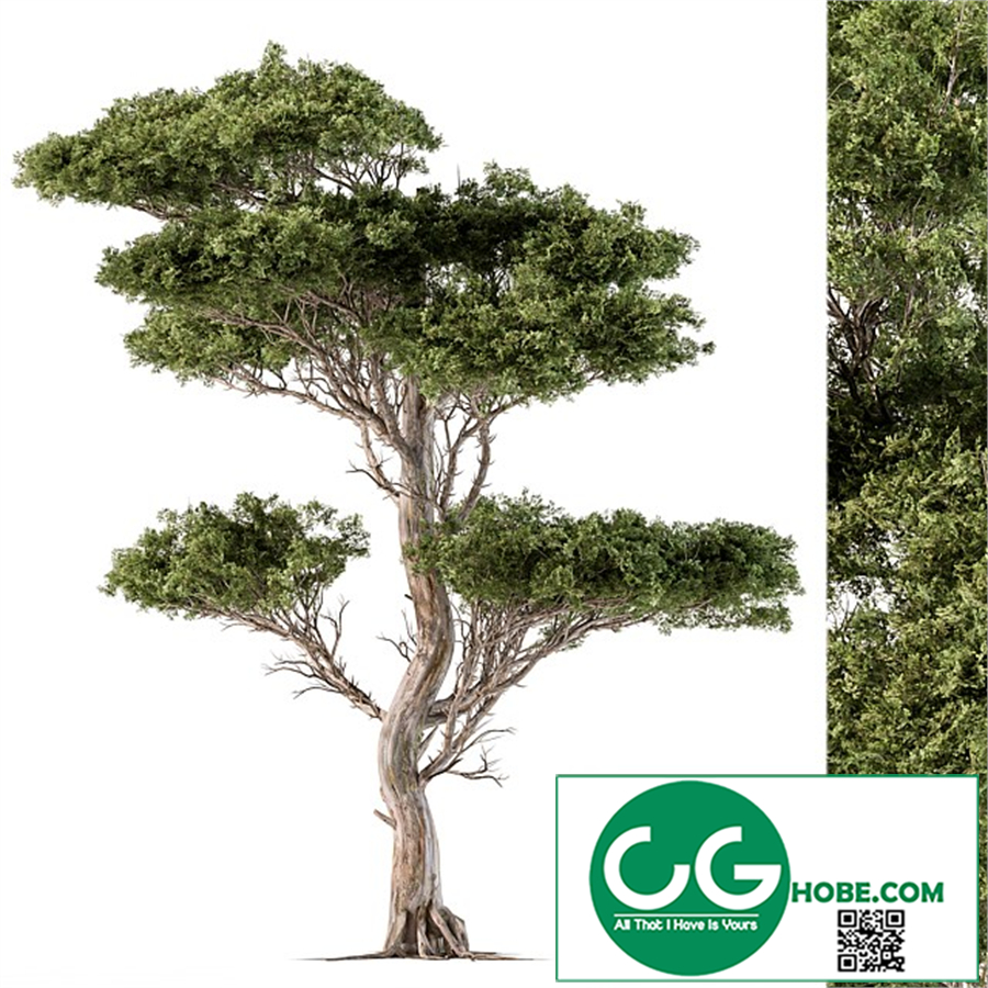 Tree Needle Acacia - Set 102