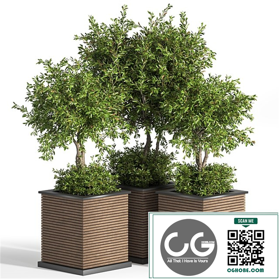 Outdoor_Plants_tree_10