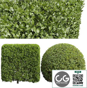 Ligustrum Quihoui Privet and Ficus Concinna Bonsai Pruned